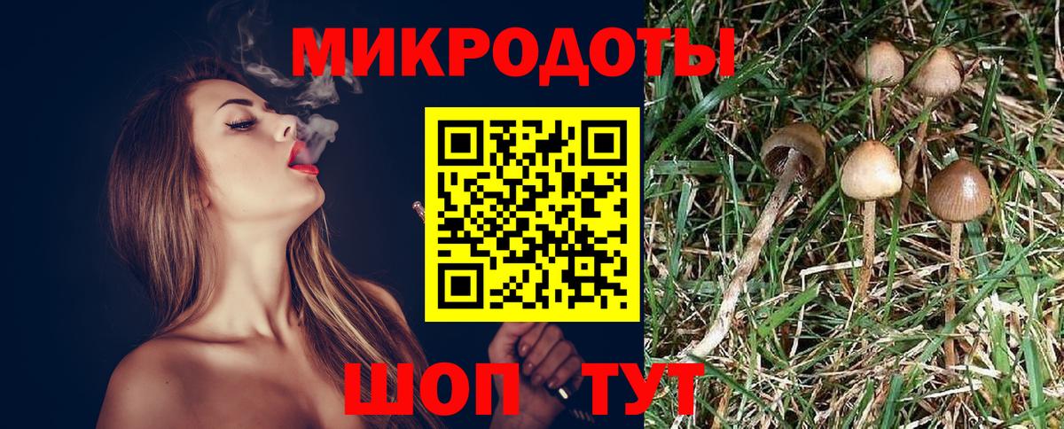 Тайшет  Галлюциногенные грибы Psilocybe  Вход с VPN 
